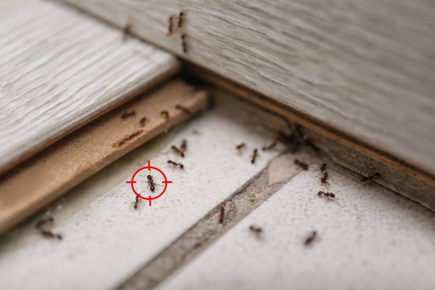 Wasp Removal Services in Thermopolis, WY